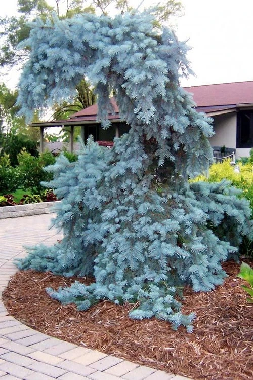 The Blues Colorado Spruce (Picea Pungens) - 6 Gallon Pot (2-3') 8 The Blues Colorado Spruce (Picea Pungens) - 6 Gallon Pot (2-3') - Image 6