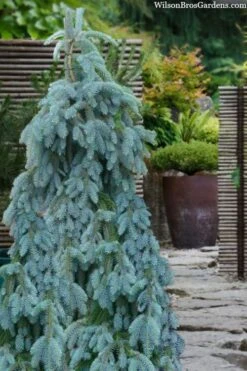The Blues Colorado Spruce (Picea Pungens) - 6 Gallon Pot (2-3') 17 The Blues Colorado Spruce (Picea Pungens) - 6 Gallon Pot (2-3') -Home Bloom Garden picea pungens the blues colorado blue spruce 100
