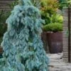 The Blues Colorado Spruce (Picea Pungens) - 6 Gallon Pot (2-3') -Home Bloom Garden picea pungens the blues colorado blue spruce 7 1