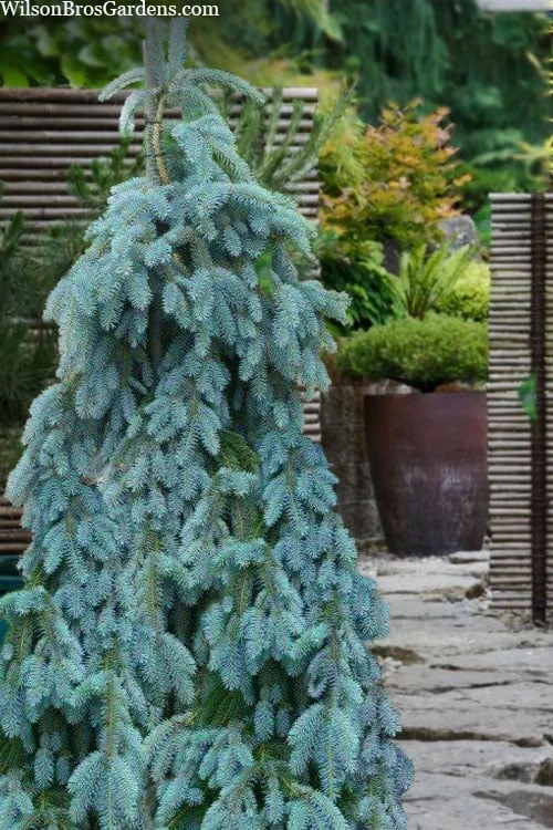 The Blues Colorado Spruce (Picea Pungens) - 6 Gallon Pot (4-5') 3 The Blues Colorado Spruce (Picea Pungens) - 6 Gallon Pot (4-5')