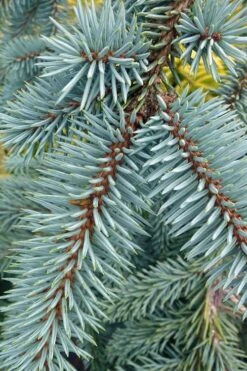 The Blues Colorado Spruce (Picea Pungens) - 6 Gallon Pot (4-5') 15 The Blues Colorado Spruce (Picea Pungens) - 6 Gallon Pot (4-5') -Home Bloom Garden picea pungens the blues colorado blue spruce 9