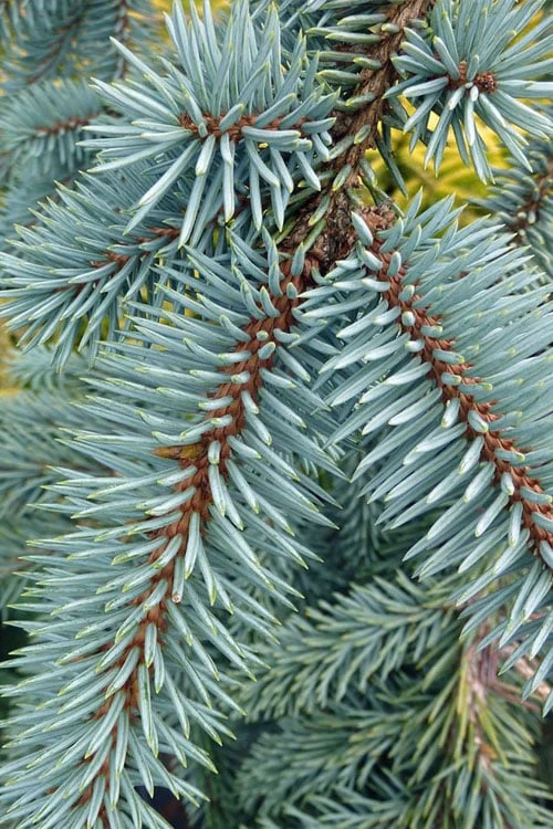 The Blues Colorado Spruce (Picea Pungens) - 6 Gallon Pot (4-5') 9 The Blues Colorado Spruce (Picea Pungens) - 6 Gallon Pot (4-5') - Image 7