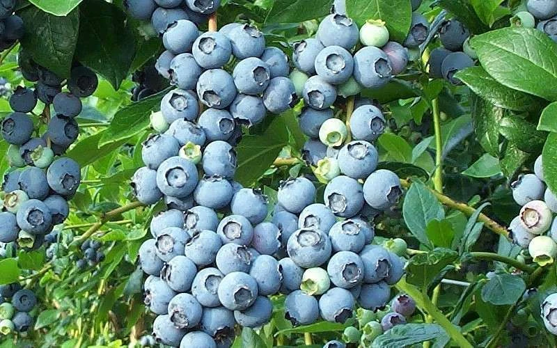 Brightwell Rabbiteye Blueberry - 3 Gallon Pot 6 Brightwell Rabbiteye Blueberry - 3 Gallon Pot - Image 4