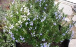 Tuscan Blue Rosemary - 5 Pack Of Quart Pots -Home Bloom Garden picture 8376 tuscan blue rosemary 1
