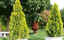 Highlights Arborvitae Thuja Janed Gold - 1 Gallon Pot -Home Bloom Garden picture arborvitaejanedgold 2 2