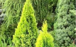 Highlights Arborvitae Thuja Janed Gold - 3 Gallon Pot -Home Bloom Garden picture arborvitaejanedgold