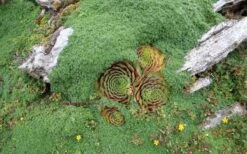 Elfin Creeping Thyme - Thymus Serpyllum Elfin - 3 Pack Of Pint Pots -Home Bloom Garden picture creeping thyme elfin 4