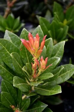 Southern Lady Pieris - 3 Gallon Pot -Home Bloom Garden pieris japonica southern lady 2