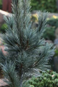 Vanderwolf's Pyramid Limber Pine (Pinus Flexilis) - 7 Gallon Pot -Home Bloom Garden pinus flexilis vanderwolfs pyramid limber pine 2 2