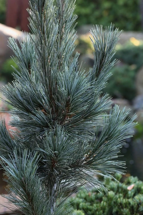 Vanderwolf's Pyramid Limber Pine (Pinus Flexilis) - 1 Gallon Pot 9 Vanderwolf's Pyramid Limber Pine (Pinus Flexilis) - 1 Gallon Pot - Image 7