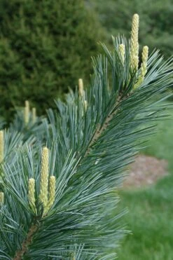 Vanderwolf's Pyramid Limber Pine (Pinus Flexilis) - 7 Gallon Pot -Home Bloom Garden pinus flexilis vanderwolfs pyramid limber pine 3 2