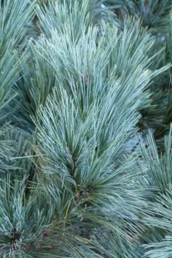 Vanderwolf's Pyramid Limber Pine (Pinus Flexilis) - 1 Gallon Pot 13 Vanderwolf's Pyramid Limber Pine (Pinus Flexilis) - 1 Gallon Pot -Home Bloom Garden pinus flexilis vanderwolfs pyramid limber pine 4