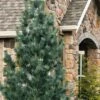 Vanderwolf's Pyramid Limber Pine (Pinus Flexilis) - 7 Gallon Pot -Home Bloom Garden pinus flexilis vanderwolfs pyramid limber pine 5 2