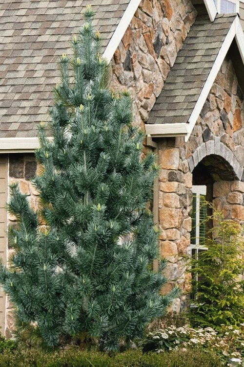 Vanderwolf's Pyramid Limber Pine (Pinus Flexilis) - 1 Gallon Pot 3 Vanderwolf's Pyramid Limber Pine (Pinus Flexilis) - 1 Gallon Pot
