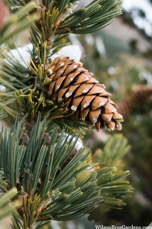 Vanderwolf's Pyramid Limber Pine (Pinus Flexilis) - 1 Gallon Pot 8 Vanderwolf's Pyramid Limber Pine (Pinus Flexilis) - 1 Gallon Pot - Image 6