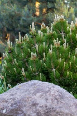 Dwarf Swiss Mountain Pine (Pinus Mugo 'Pumilio') - 2 Gallon Pot -Home Bloom Garden pinus mugo pumilio dwarf swiss mountain pine 3