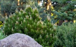 Dwarf Swiss Mountain Pine (Pinus Mugo 'Pumilio') - 2 Gallon Pot -Home Bloom Garden pinus mugo pumilio dwarf swiss mountain pine 4