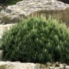 Dwarf Swiss Mountain Pine (Pinus Mugo 'Pumilio') - 2 Gallon Pot 1 Dwarf Swiss Mountain Pine (Pinus Mugo 'Pumilio') - 2 Gallon Pot -Home Bloom Garden pinus mugo pumilio dwarf swiss mountain pine 5