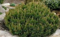 Dwarf Swiss Mountain Pine (Pinus Mugo 'Pumilio') - 2 Gallon Pot -Home Bloom Garden pinus mugo pumillo dwarf swiss mountain pine 1