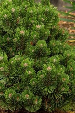 Sherwood Compact Mugo Pine Single Trunk Topiary Tree - 2 Gallon Pot -Home Bloom Garden pinus mugo sherwood compact mountain pine 2