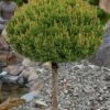 Slowmound Mugo Pine Single Trunk Topiary Tree - 2 Gallon Pot -Home Bloom Garden pinus mugo slowmound dwarf mugo pine topiary tree 4