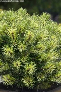 Sunshine Mugo Pine - 2 Gallon Pot -Home Bloom Garden pinus mugo sunshine mugo pine 10