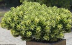 Sunshine Mugo Pine - 2 Gallon Pot -Home Bloom Garden pinus mugo sunshine mugo pine 11