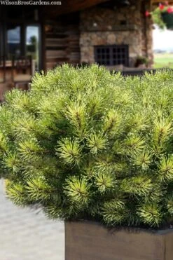 Sunshine Mugo Pine - 2 Gallon Pot -Home Bloom Garden pinus mugo sunshine mugo pine 15