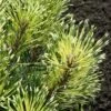 Sunshine Mugo Pine - 2 Gallon Pot -Home Bloom Garden pinus mugo sunshine mugo pine 4