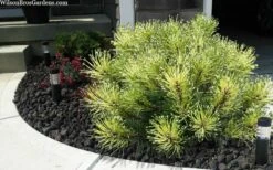 Sunshine Mugo Pine - 2 Gallon Pot -Home Bloom Garden pinus mugo sunshine mugo pine 6