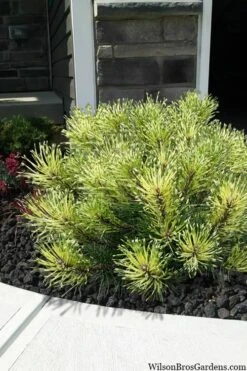 Sunshine Mugo Pine - 2 Gallon Pot -Home Bloom Garden pinus mugo sunshine mugo pine 7