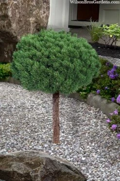 Valley Cushion Mugo Pine Single Trunk Topiary Tree - 1 Gallon Pot 7 Valley Cushion Mugo Pine Single Trunk Topiary Tree - 1 Gallon Pot -Home Bloom Garden pinus mugo valley cushion mugo pine single trunk topiary tree 4