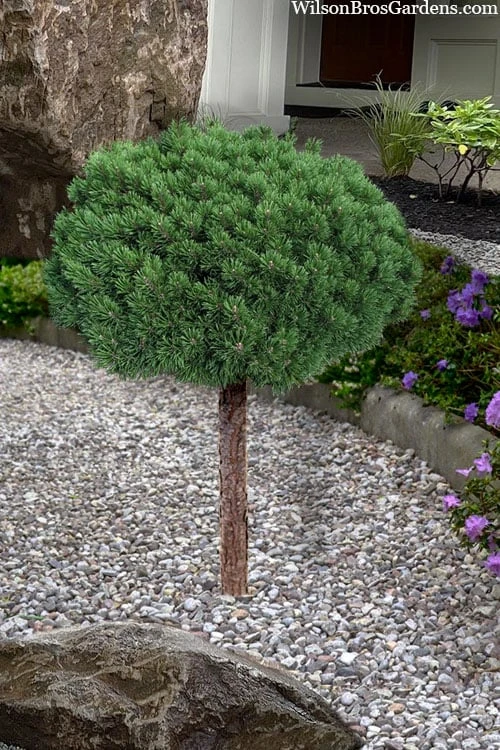 Valley Cushion Mugo Pine Single Trunk Topiary Tree - 1 Gallon Pot 5 Valley Cushion Mugo Pine Single Trunk Topiary Tree - 1 Gallon Pot - Image 3