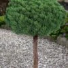 Valley Cushion Mugo Pine Single Trunk Topiary Tree - 1 Gallon Pot -Home Bloom Garden pinus mugo valley cushion mugo pine single trunk topiary tree 5