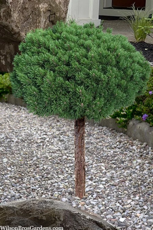 Valley Cushion Mugo Pine Single Trunk Topiary Tree - 1 Gallon Pot 3 Valley Cushion Mugo Pine Single Trunk Topiary Tree - 1 Gallon Pot