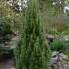 Frank's Columnar Austrian Black Pine (Pinus Nigra) - 6 Gallon Pot 1 Frank's Columnar Austrian Black Pine (Pinus Nigra) - 6 Gallon Pot -Home Bloom Garden pinus nigra frank columnar austrian pine 2