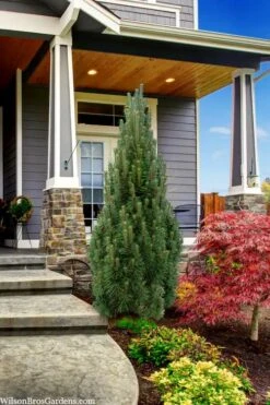 Frank's Columnar Austrian Black Pine (Pinus Nigra) - 6 Gallon Pot -Home Bloom Garden pinus nigra frank columnar austrian pine 3