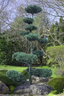 Japanese White Pine (Pinus Parviflora 'Glauca') - 5 Gallon Pot -Home Bloom Garden pinus parviflora glauca japanese white pine 6