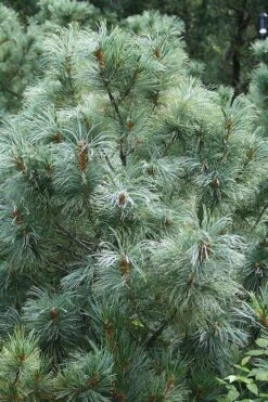 Japanese White Pine (Pinus Parviflora 'Glauca') - 5 Gallon Pot -Home Bloom Garden pinus parviflora glauca japanese white pine 8