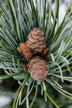 Japanese White Pine (Pinus Parviflora 'Glauca') - 5 Gallon Pot -Home Bloom Garden pinus parviflora glauca japanese white pine 9
