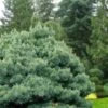 Blue Shag Eastern White Pine - 1 Gallon Pot -Home Bloom Garden pinus strobus blue shag eastern white pine 11 1