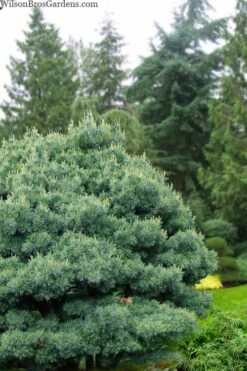 Blue Shag Eastern White Pine - 1 Gallon Pot