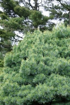 Blue Shag Eastern White Pine - 2.5 Gallon Pot -Home Bloom Garden pinus strobus blue shag eastern white pine 12