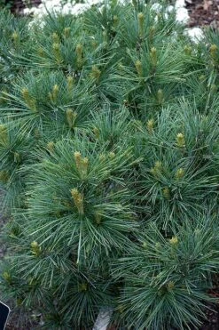 Blue Shag Eastern White Pine (Single Trunk Topiary) - 3 Gallon Pot 10 Blue Shag Eastern White Pine (Single Trunk Topiary) - 3 Gallon Pot -Home Bloom Garden pinus strobus blue shag eastern white pine 13 3