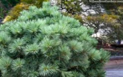 Blue Shag Eastern White Pine - 3 Gallon Pot -Home Bloom Garden pinus strobus blue shag eastern white pine 3 2