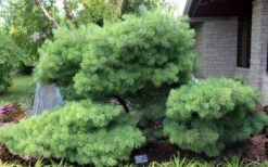 Blue Shag Eastern White Pine - 2.5 Gallon Pot -Home Bloom Garden pinus strobus blue shag eastern white pine 4