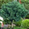 Blue Shag Eastern White Pine (Single Trunk Topiary) - 3 Gallon Pot -Home Bloom Garden pinus strobus blue shag white pine topiary tree 1