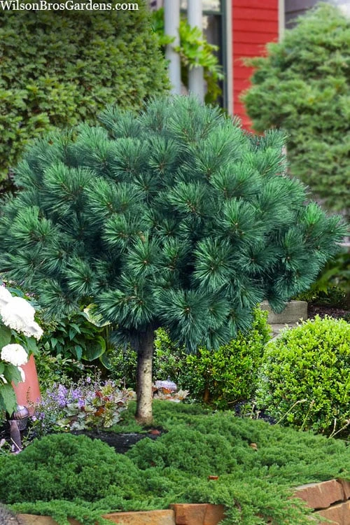 Blue Shag Eastern White Pine (Single Trunk Topiary) - 3 Gallon Pot 2 Blue Shag Eastern White Pine (Single Trunk Topiary) - 3 Gallon Pot
