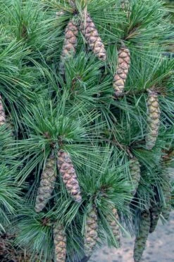 Coney Island White Pine - 2 Gallon Pot -Home Bloom Garden pinus strobus coney island white pine 11