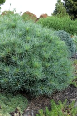 Sea Urchin Miniature Eastern White Pine - 2 Gallon Pot -Home Bloom Garden pinus strobus sea urchin dwarf eastern white pine 4